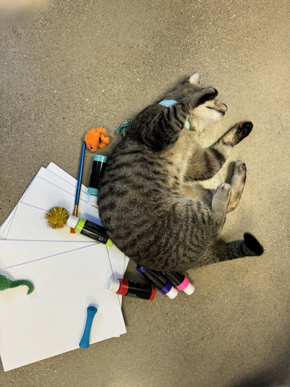 The artist in repose: Ralph the rescue cat prepares to create his masterpiece, a painting created by a feline. Art created by cats is one of the events of Friday's Give Local York fund-raiser at the York County SPCA.