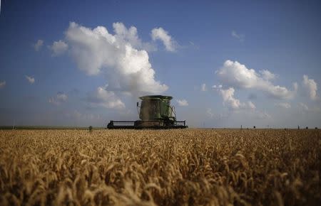 A combine drives through a field of soft red winter wheat during the harvest on a farm in Dixon, Illinois, July 16, 2013. REUTERS/Jim Young