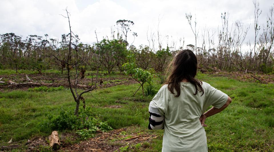 Donna Schneider, owner of Pine Island Tropicals, surveys her property that was wiped out by Hurricane Ian.