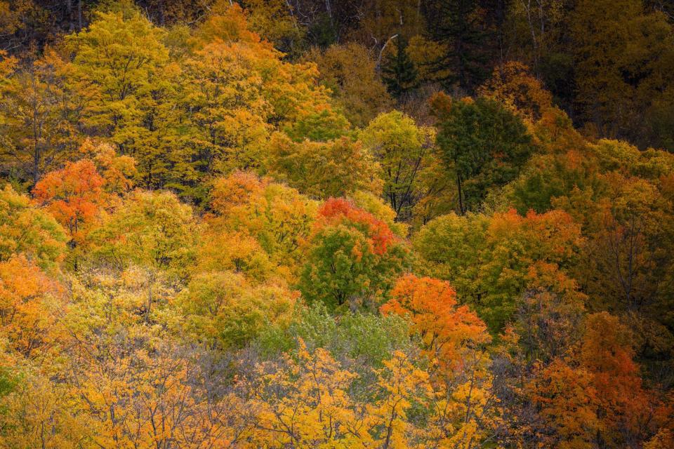 Fall foliage at Bromont for our handlebar testing