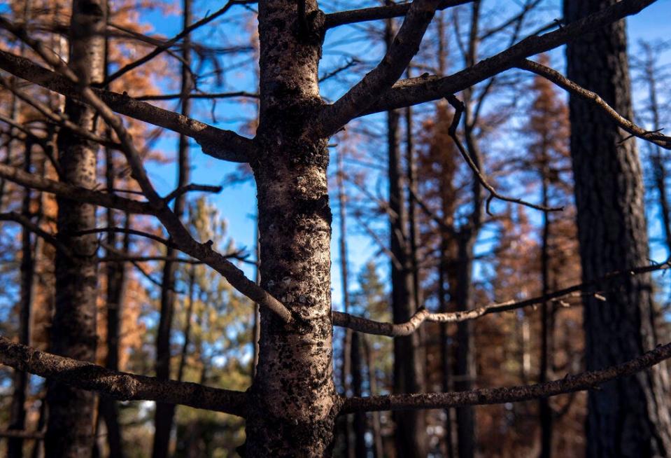 Trees that could have been used for Christmas trees that were burned last spring by the Calf Canyon/Hermits Peak Fire are shown Monday, Nov. 28, 2022, near Holman, N.M. Local families once cut thousands of Christmas trees in the mountains around the Mora Valley.