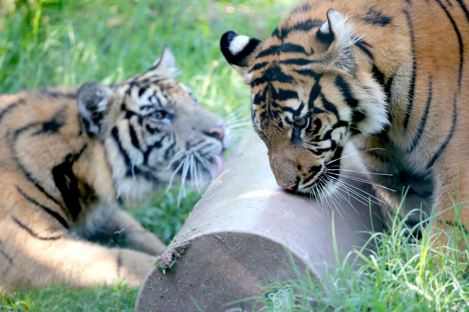 Tiger cubs, Bob and Luna, play in their habitat July 12 at the Oklahoma City Zoo and Botanical Gardens.