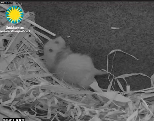 The panda cub born at the National Zoo on Aug. 23, 2013, is female.