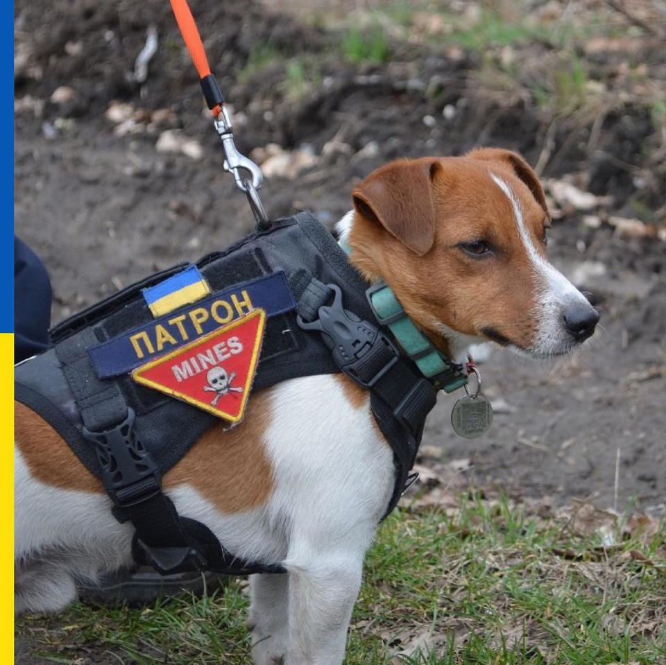 Patron, the mine-sniffing dog, hard at work. (@patron_dsns / Instagram)