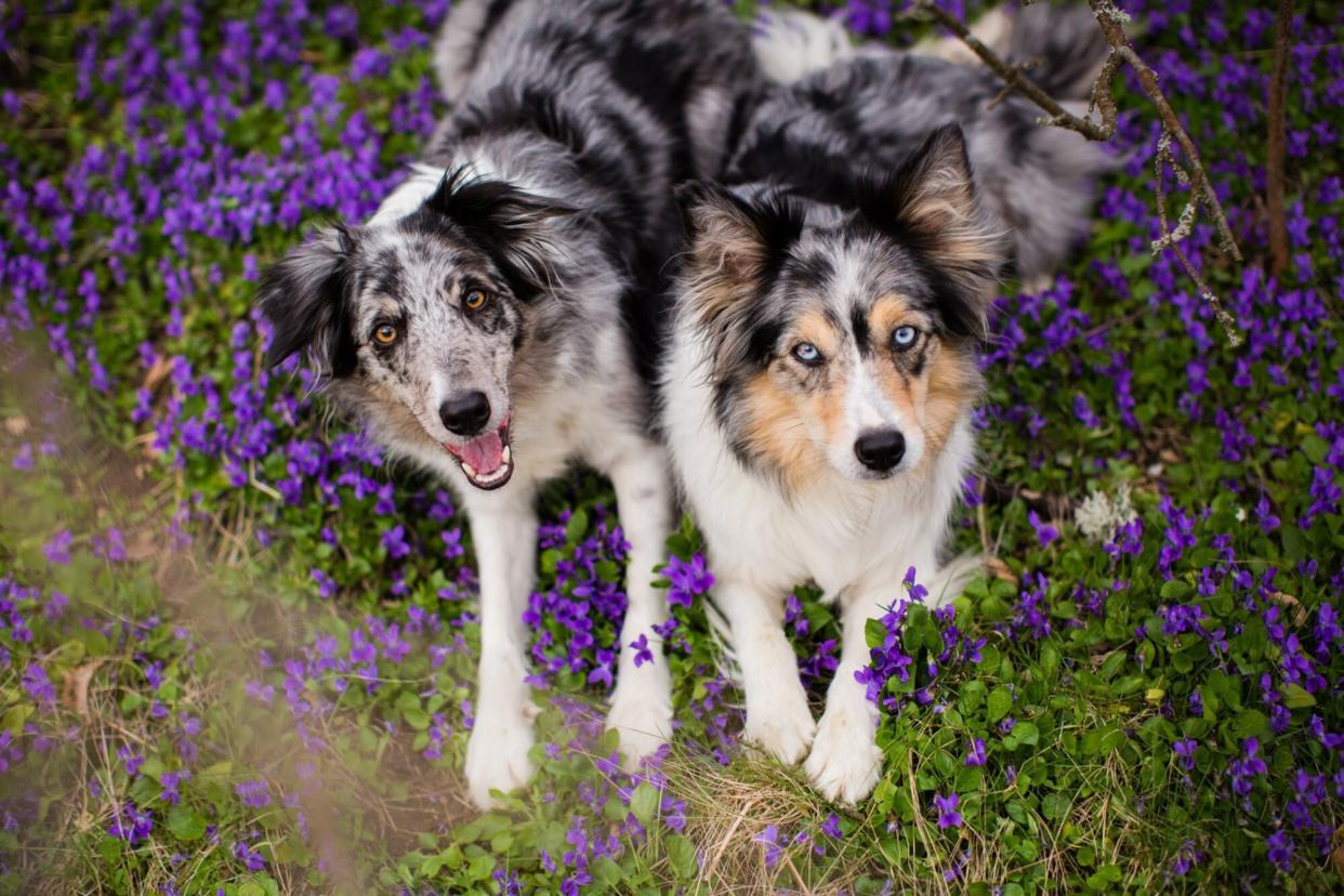 two dogs looking up at the camera laying in a bed of violets