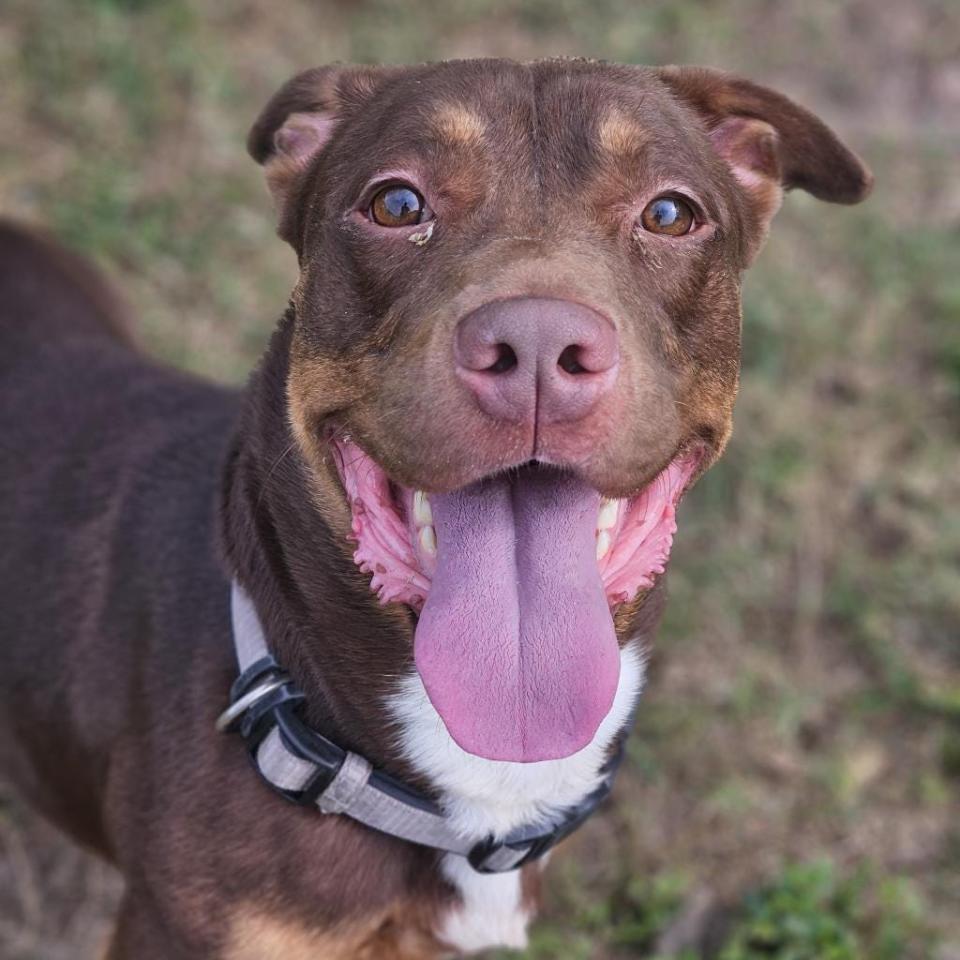 Brutus is quite the lover when it comes to ladies, but he's not a fan of men. He’s a good dog and needs a little bit of leash training. If you like playing ball and just hanging around the garden, then Brutus will be just right for you.