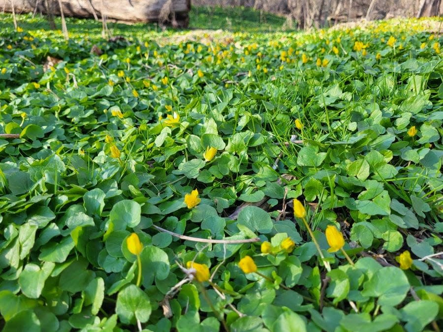 The lesser celandine plant covers the forest floor with bright yellow flowers and heart-shaped leaves.