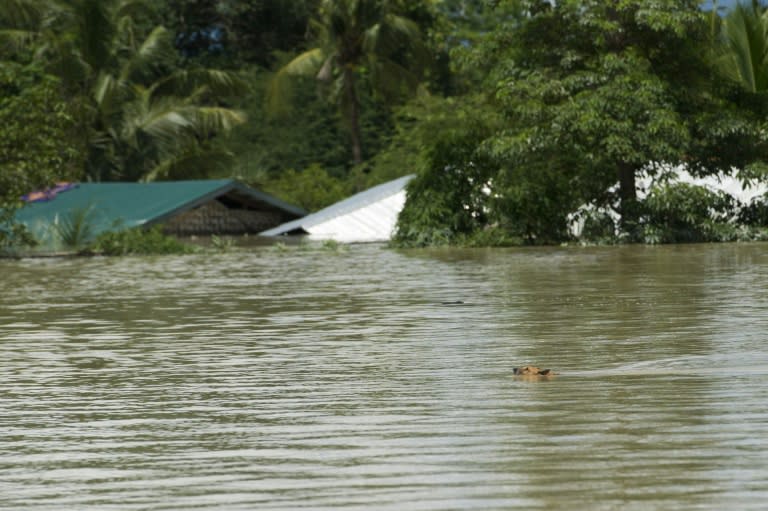 A dog swims in floodwaters in Kalay, upper Myanmar's Sagaing region, on August 2, 2015