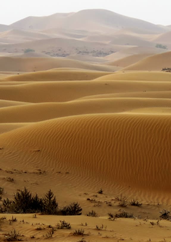 Growing oblique dunes five years after the landscape was flattened in the Tengger Desert in Inner Mongolia, China.