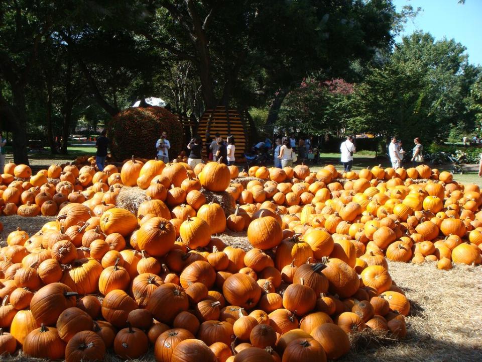 fall activity pumpkin patch at Dallas Arboretum