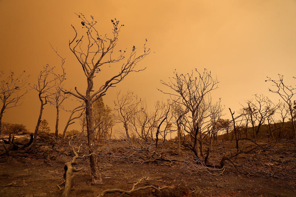 Trees burned by the Mendocino Complex Fire near Lodoga, California. (Photo: Justin Sullivan / Getty Images)