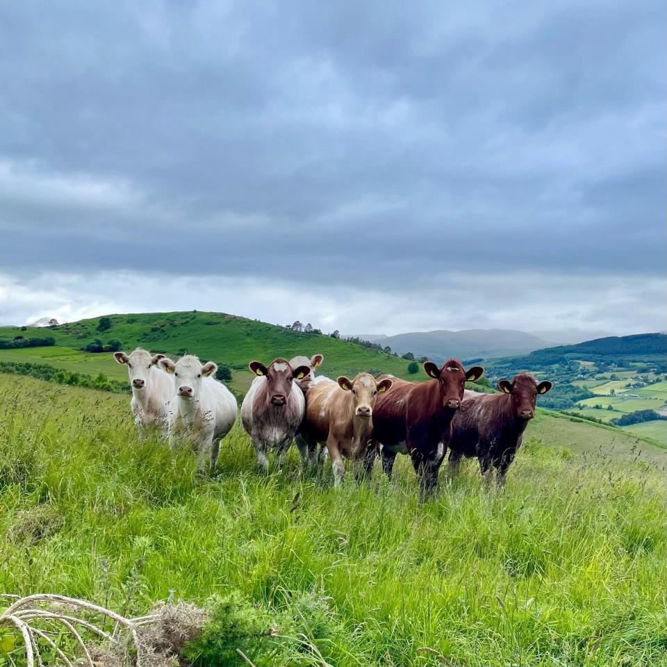 Group of cows in a line