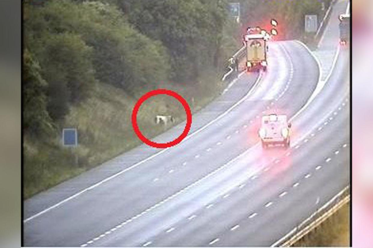 The horse was spotted on a grass verge near the exit for Swanley at junction 3: Highways England