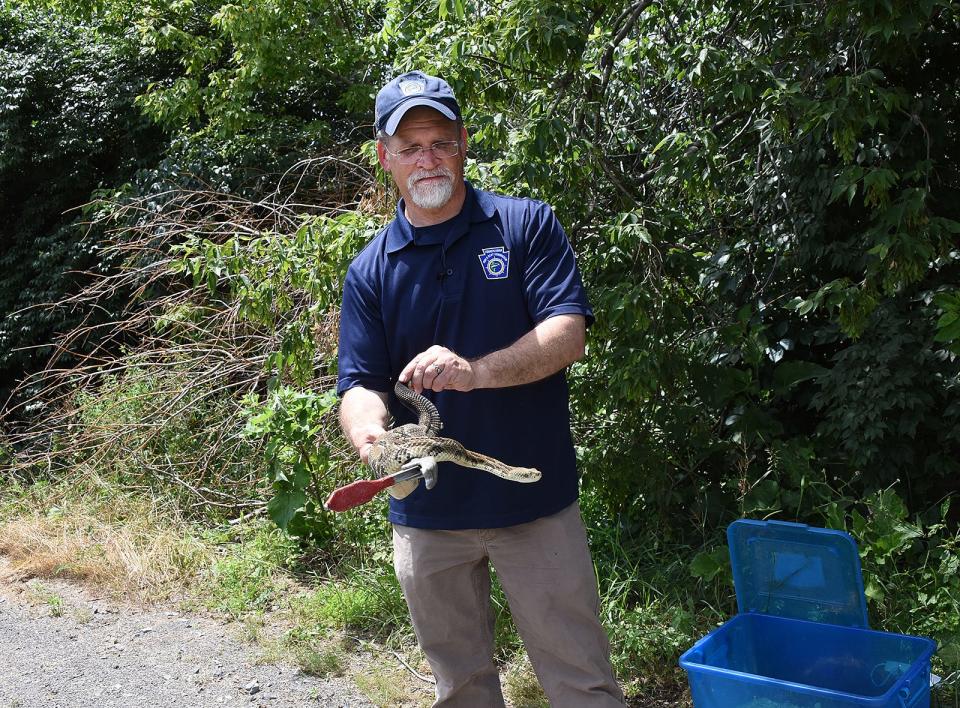 Chris Urban of the Pennsylvania Fish and Boat Commission displays a yellow phase timber rattlesnake in Bellefonte.