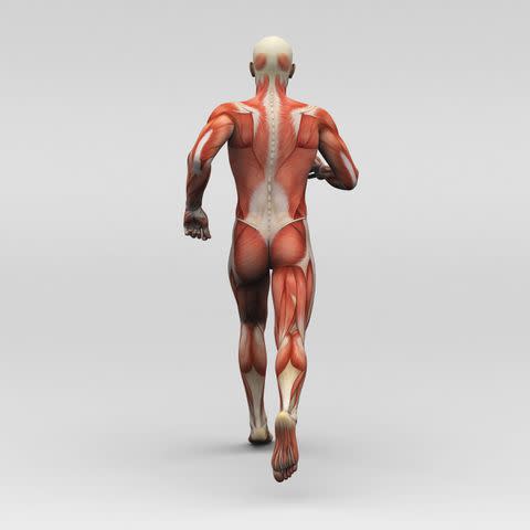 newartgraphics Hamstring muscles power walking and other movements because they are located at the back of your thigh.