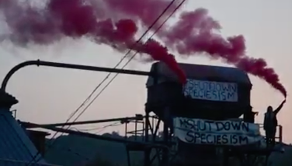 An activist holds a flare above the meat factory (Picture: Smash Speciesism)