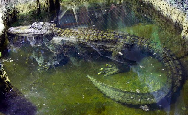 A 2019 file photo of Saturn swimming at the Moscow Zoo. 