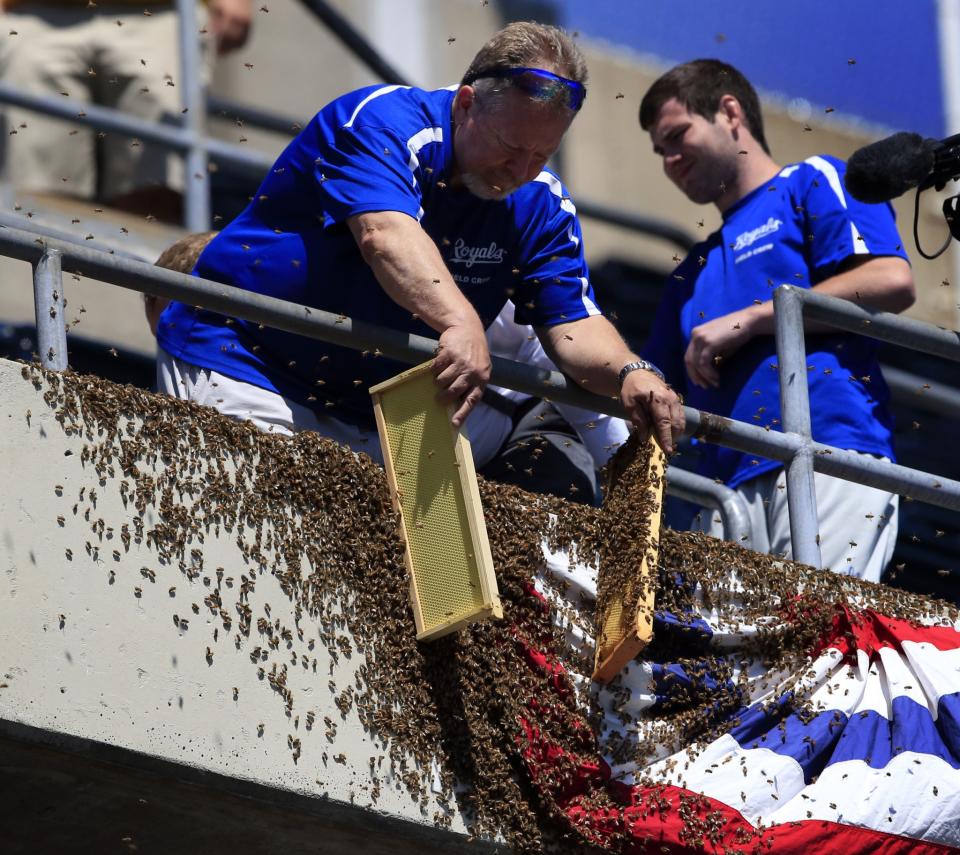 When you work for the Royals grounds crew, it also helps to have a background in beekeeping. (AP Photo/Orlin Wagner)