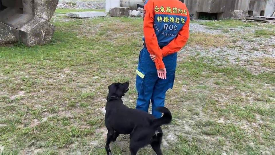 搜救犬養成計畫大公開！　汪星人要愛吃愛玩　遇山豬臨危不亂