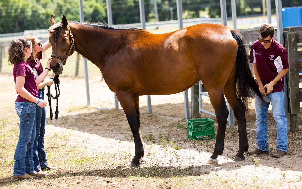 North Marion High School Equine Science II students Madison Bias, left, and Fianna Roberts-Squier, center, and Cooper Espinoza, right,  with Ahaya.