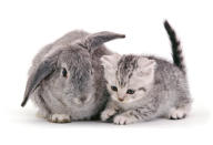 <p>British Shorthair silver-spotted kitten, 8 weeks old, with silver Lop rabbit. (Photo: Warren photographic/Caters News) </p>