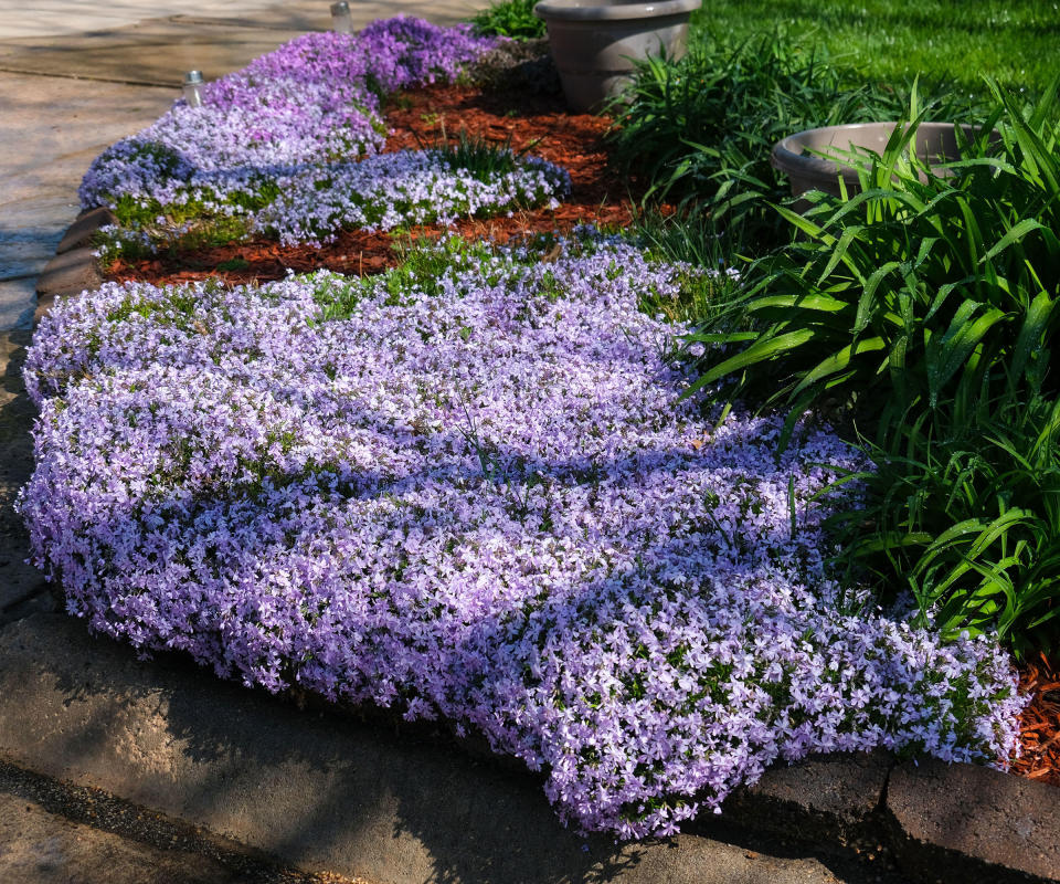 purple flowers of low growing creeping phlox