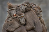 'Apenfamilie', shows a group of primates in a tight embrace (Jozef de Fraine)