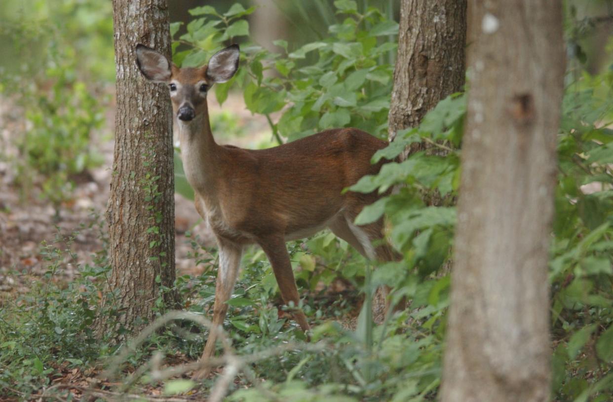 A deer seen on Bald Head Island in Brunswick County. With deer populations surging in many areas, officials are struggling with how to control the increasing size of the herds to limit environmental and economic impacts.