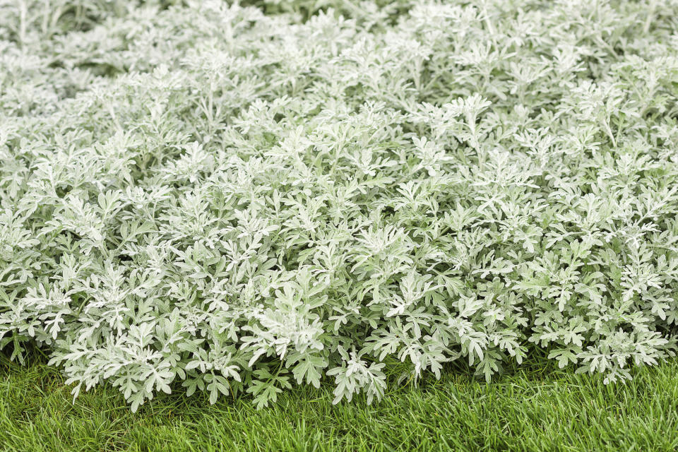 This undated photo provided by Proven Winners shows a "Silver Bullet" Artemisia plant. (Proven Winners via AP)