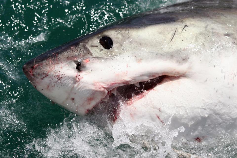 A great white shark, similar to “Breton”, in South Africa (Getty Images)
