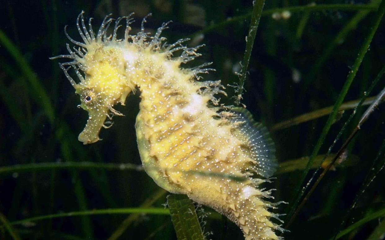 Spiny seahorses are at risk of from a surge of diving activity in Dorset - Steve Trewhella/Alamy 