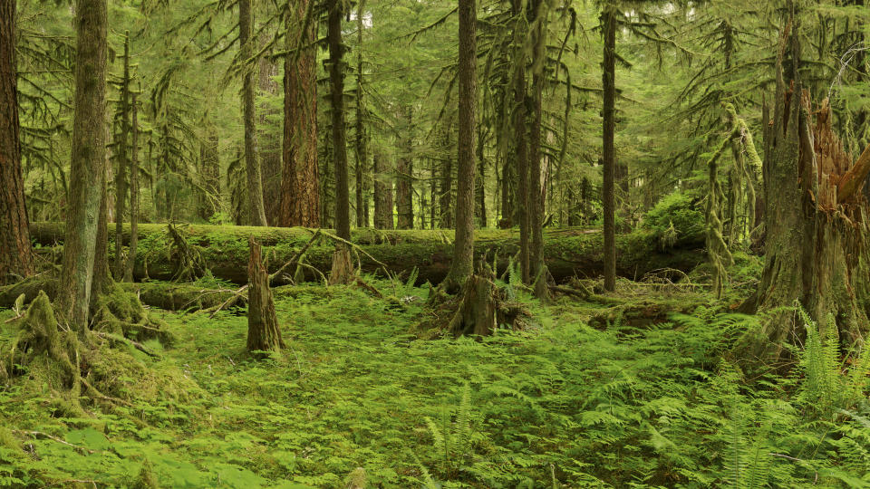 Rainforest in Olympic National Park