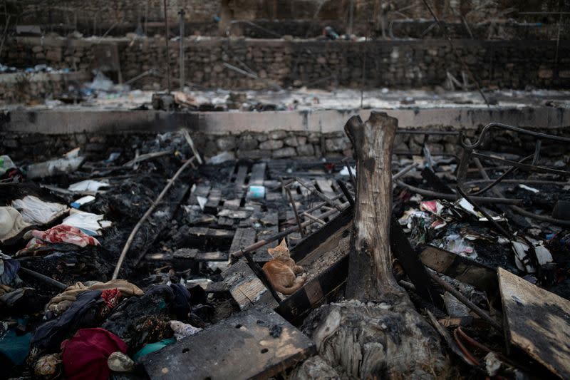 A cat is seen among burnt tents at the destroyed Moria camp for refugees and migrants, on the island of Lesbos