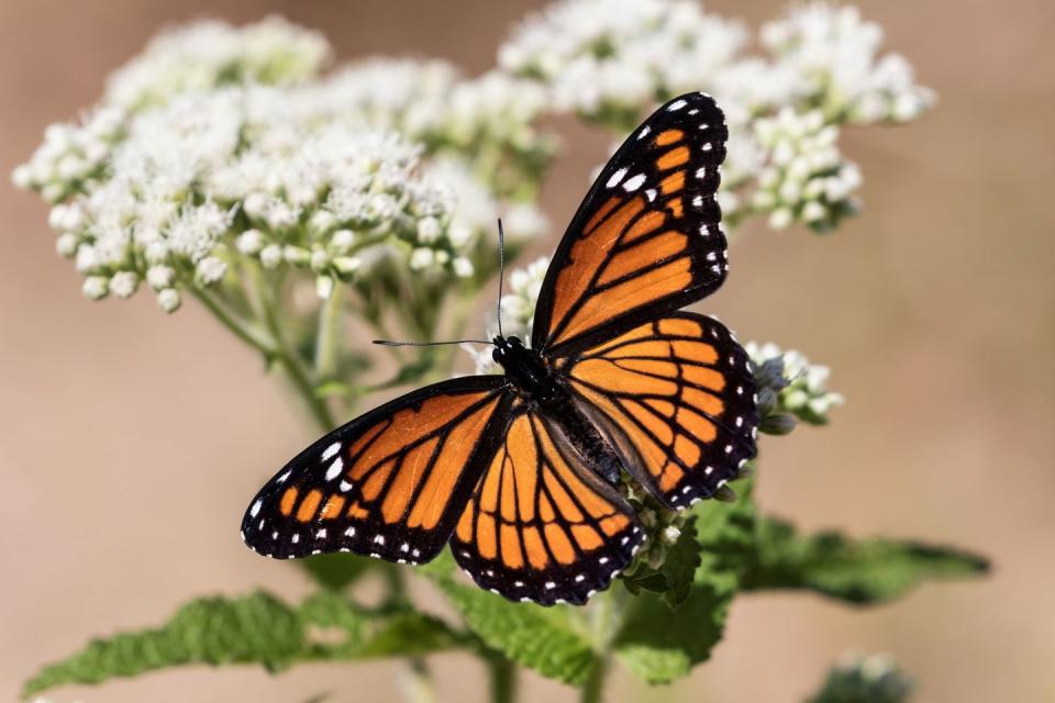 <p><strong>Viceroy Butterfly </strong></p><p>If you're looking and thinking, hey, that looks like a monarch, you aren't wrong. Kentucky's state butterfly (the honey bee is its state insect) is <em>very</em> similar to the monarch, but slightly smaller. <br></p>