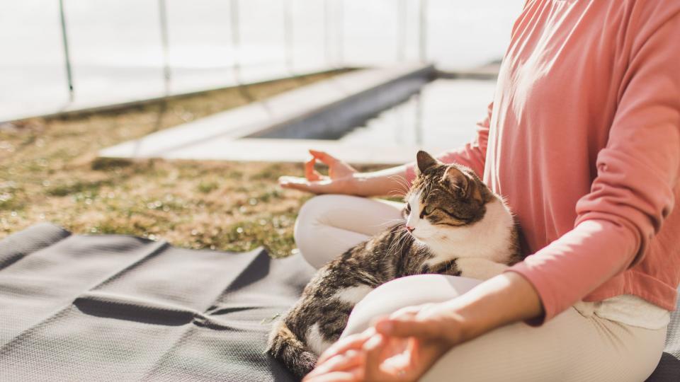 Cat sitting on a woman's lap