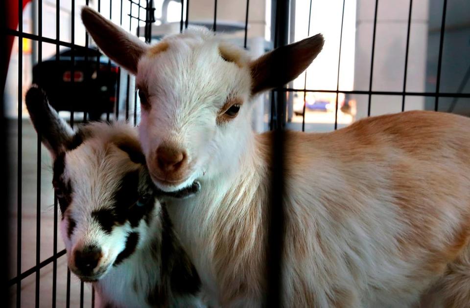 A pair of baby boats were on hand for Wednesday’s press conference announcing the return of the popular “Send a Friend a Goat” fundraiser to the Tri-Cities to benefit the Wishing Star Foundation. The goats will be available for friendly visits around the Tri-Citie between April 11-15. 