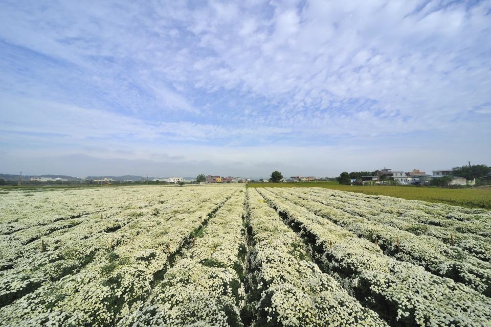 數大就是美的白色杭菊花毯（圖片來源：Getty Creative）