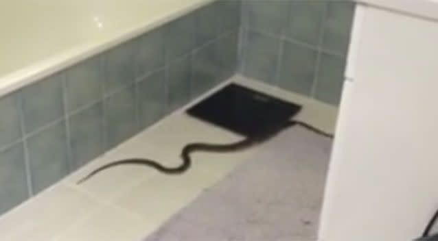 Homeowner captures deadly eastern brown snake slithering out of kitchen sink  while doing the dishes