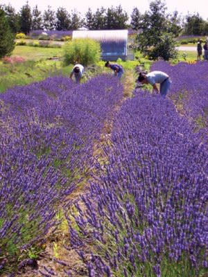 Whidbey Lavender Field on Whidbey Island, Washington. Photo by Todd Coleman.