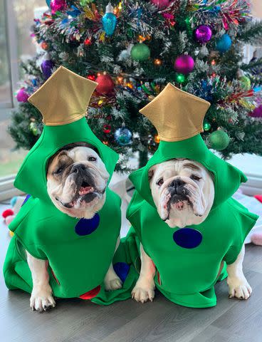 <p>@eggnogthebulldog</p> Eggnog and Igloo the bulldogs