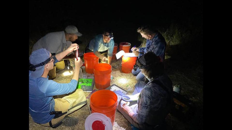 A field team, led by biologist Jeff Alvarez, collects data on a new population of California red-legged frog established within a Land Trust of Napa County wildland preserve. The California red-legged frog has declined dramatically, and is now listed as Threatened under the federal endangered species act.