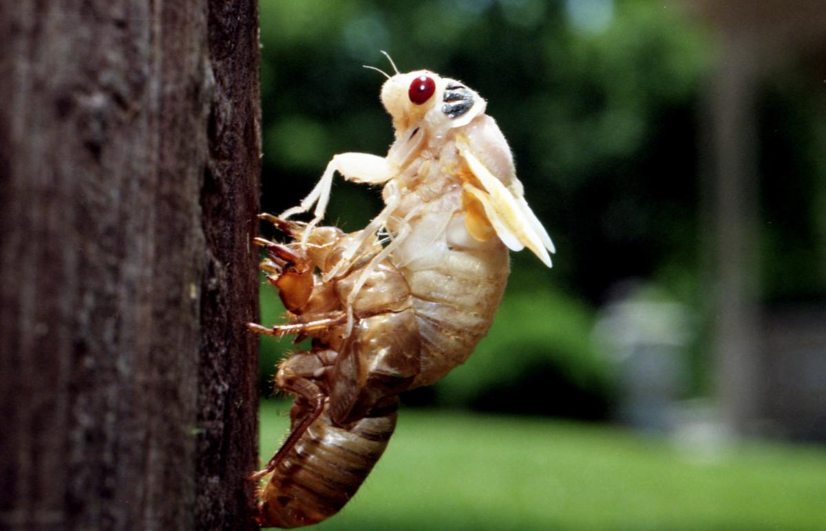 Brood XIX 13year cicadas to emerge in Tennessee in 2024. Here's where