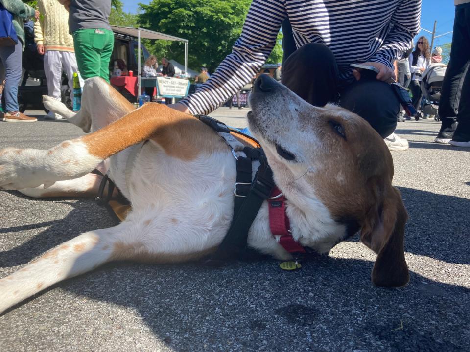 This photo from the Chappaqua, New York Farmers Market shows Maverick, an adoptable 7-year old hound. The Athens Farmers Market in Athens, Ga. holds pet adoptions on the fourth Saturday of every month.