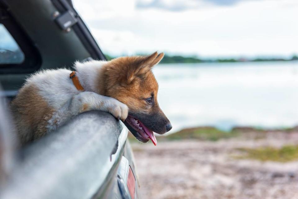 Heat stroke is common among dogs that have been left in poorly ventilated spaces such as cars during hot weather.