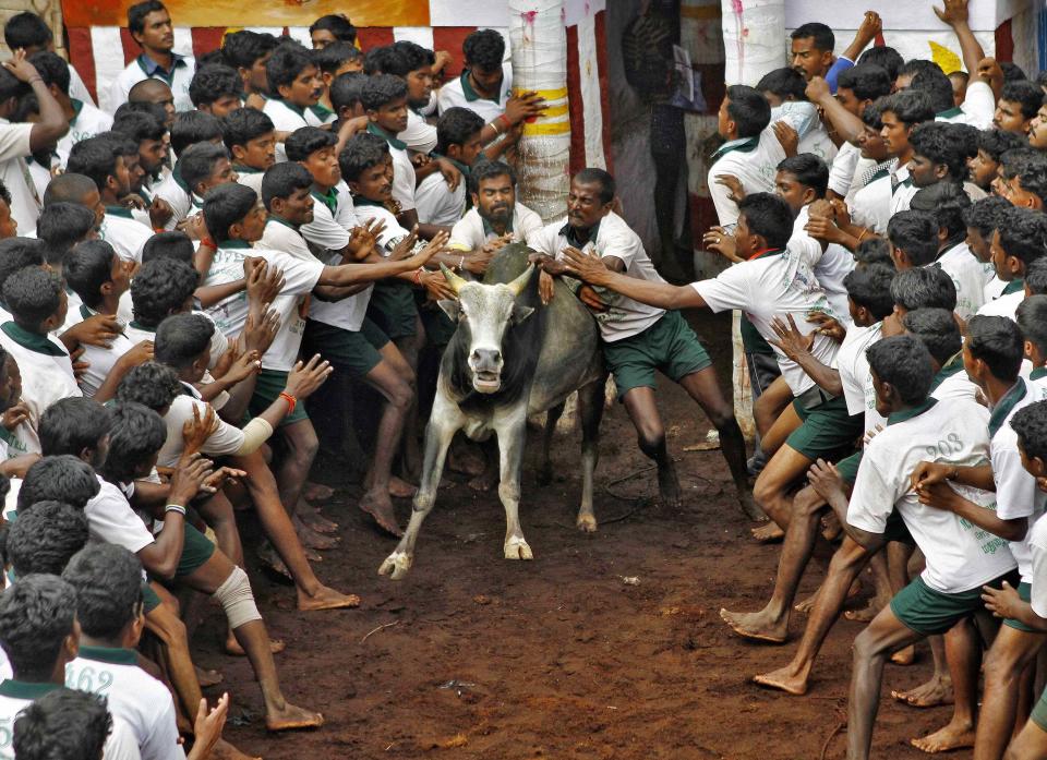 Villagers try to control a bull during a bull-taming festival on the outskirts of Madurai town, about 500 km (310 miles) from the southern Indian city of Chennai January 16, 2014. The annual festival is part of south India's harvest festival of Pongal. REUTERS/Babu (INDIA - Tags: SOCIETY ANNIVERSARY ANIMALS)