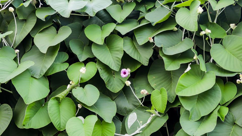 Elephant Creeper