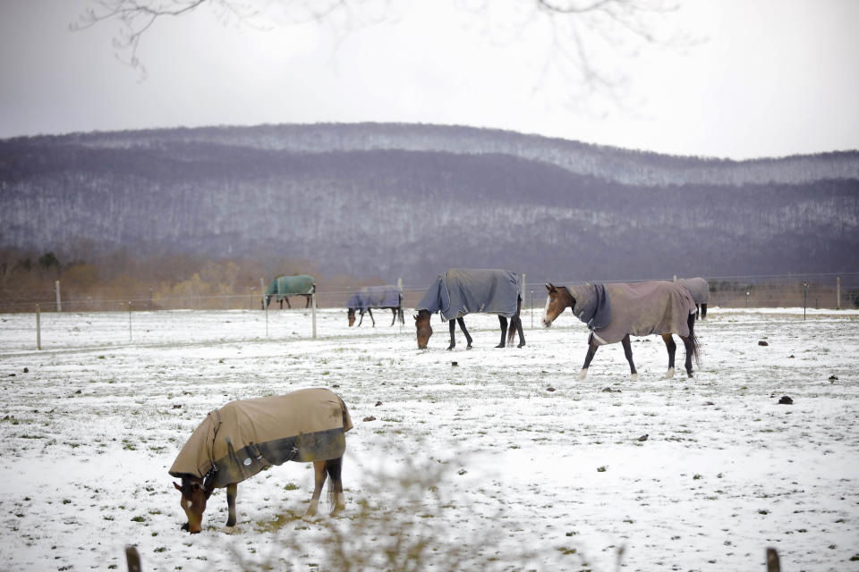 At Wedgewood Stables in Lanesborough, Mass., horses graze the pasture with their coats on after a cold and snowy night on Saturday, May 9, 2020. Mother’s Day weekend got off to an unseasonably snowy start in areas of the Northeast thanks to the polar vortex. While Manhattan, Boston and many other coastal areas received only a few flakes, some higher elevation areas in northern New York and New England reported 9 inches or more. (Stephanie Zollshan/The Berkshire Eagle via AP)