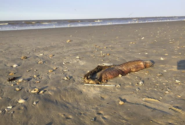 It's thought Hurricane Harvey brought the creature up from the depths and chucked it on the shore. Source: Twitter/Preeti Desai