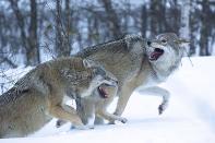 Two Scandinavian wolves playing chase in Norway. <br><br>Camera: Nikon D3S <br><br>Evan McBride, New Zealand <br><br>Commended, One Shot Wild Moments (single image category)