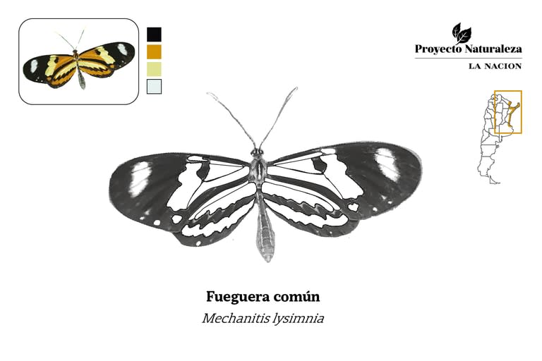 Mariposa fueguera